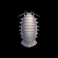 A Giant Isopod from Animal Crossing: New Horizons (Image via Animal Crossing wiki)